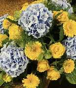 Blumen Leo - GALLERY