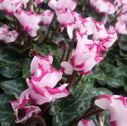 Blumen Lessle - GALLERY