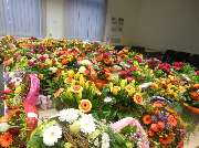 Blumen Lessle - GALLERY