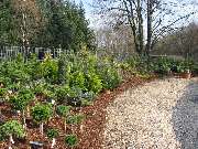 Blumen Lotz GbR - Gartengestaltung