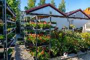 Blumen Marr - GALLERY