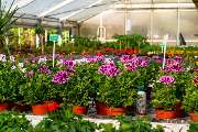 Blumen Marr - GALLERY