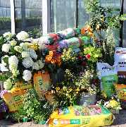 Blumen Metzler - GALLERY