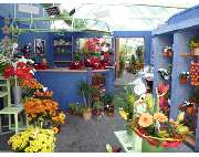 Blumen Nellessen Inh. Robert Nellessen - GALLERY