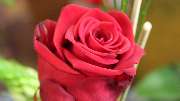Blumen Petsch - GALLERY