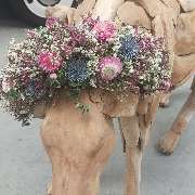 Blumen Polcher - GALLERY