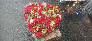 Blumen Polcher - GALLERY