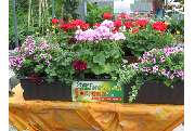 Blumen-Pürzer - GALLERY