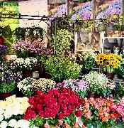 Blumen Rack - GALLERY