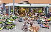 Blumen Risse Blumenladen Oberhausen - GALLERY