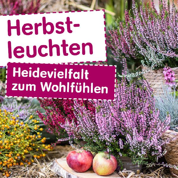 Blumen Risse Blumenmarkt Mülheim-Kärlich - Herbstl …