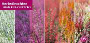 Blumen Risse Blumenmarkt Petersberg - verschiedenfarbige Heidepflanzen in der Blüte