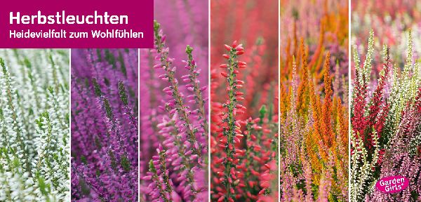 Blumen Risse Blumenmarkt Porta Westfalica - versch …