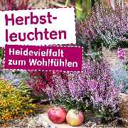Blumen Risse Blumenmarkt Sankt Augustin - Herbstleuchten - Heidevielfallt zum Wohlfühlen
