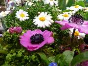 Blumen Rosl - GALLERY