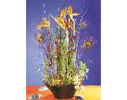 Blumen-Schmied - GALLERY
