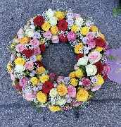 Blumen Schultz - GALLERY