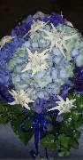 Blumen Schultz - GALLERY