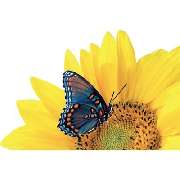 Blumen Siebrecht - LOGO