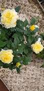 Blumen Steinhilber Weiden - GALLERY