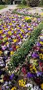 Blumen Steinhilber Weiden - GALLERY