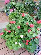 Blumen Steinhilber Weiden - GALLERY