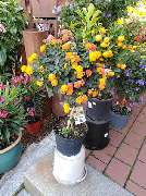 Blumen Steinhilber Weiden - GALLERY