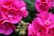 Blumen Tümmers - GALLERY