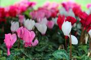 Blumen Tümmers - GALLERY