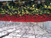 Blumen Tümmers - GALLERY