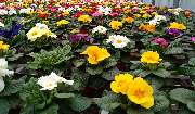 Blumen Tümmers - GALLERY