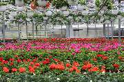 Blumen Tümmers - GALLERY