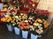 Blumen- und Pflanzenhaus Gärtner - Blumenladen Leipzig - GALLERY