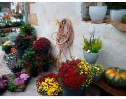 Blumen und Schönes Naturnah - GALLERY