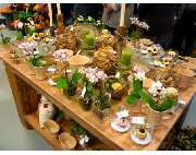 Blumen und Schönes Naturnah - GALLERY