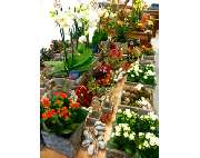 Blumen und Schönes Naturnah - GALLERY