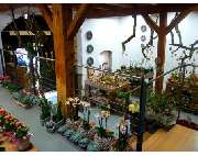 Blumen und Schönes Naturnah - GALLERY