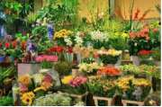Blumen Waldecke Gerdes - GALLERY