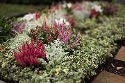 Blumenhaus Wasser - 1