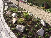 Blumen Weiss - GALLERY