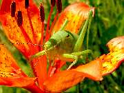 Blumencenter Krüger - GALLERY