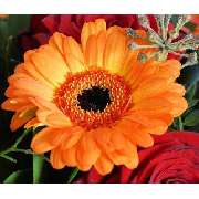 Blumencenter Krüger - LOGO