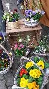 Blumencentrum und Gärtnerei Axel Gerdessen - GALLERY