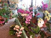 Blumencentrum und Gärtnerei Axel Gerdessen - GALLERY