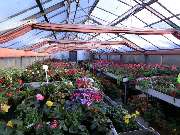Blumencentrum und Gärtnerei Axel Gerdessen - GALLERY