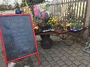 Blumenfreund Feindt Blumenhaus und Gärtnerei - GALLERY