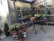 Blumenfreund Feindt Blumenhaus und Gärtnerei - GALLERY