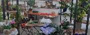 Blumenfreund Feindt Blumenhaus und Gärtnerei - GALLERY