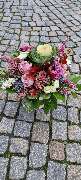 Blumengeschäft Blattmaus - GALLERY