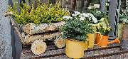 Blumengeschäft Blattmaus - GALLERY